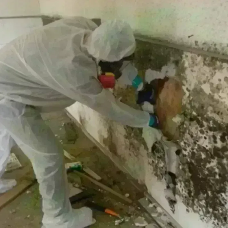 Mold Remediation and Removal in Brawley, CA